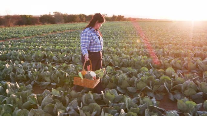 一位女农民走过菜地的侧视图，他拿着一篮子新鲜采摘的蔬菜，背景是夕阳
