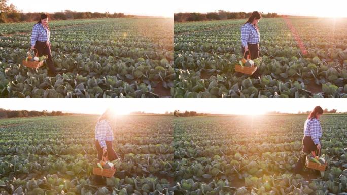 一位女农民走过菜地的侧视图，他拿着一篮子新鲜采摘的蔬菜，背景是夕阳
