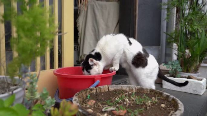 日本猫用红桶喝水