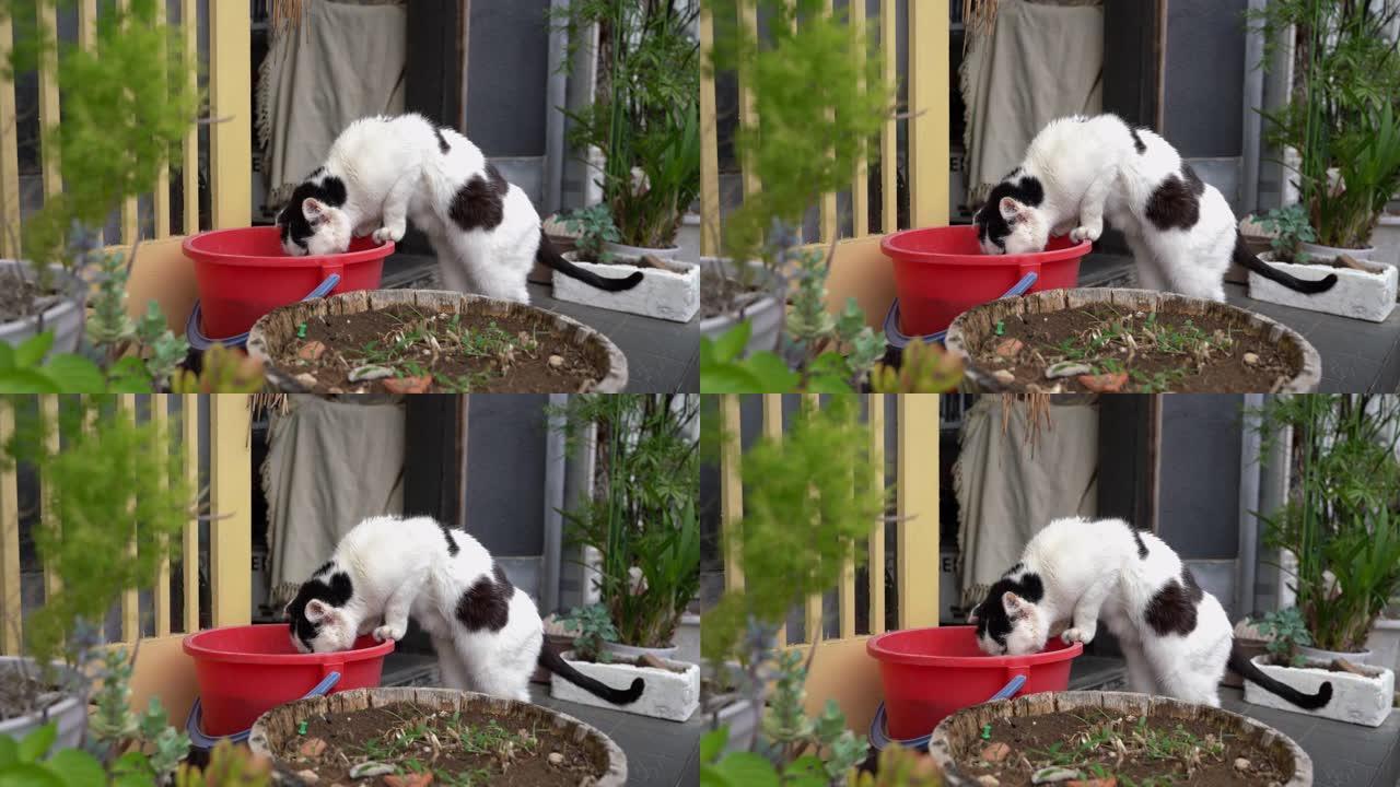 日本猫用红桶喝水
