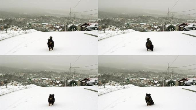 阿根廷火地岛省乌斯怀亚的狗坐在雪地里。