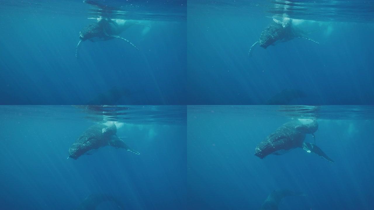 座头鲸在海洋中游泳的惊人水下景色
