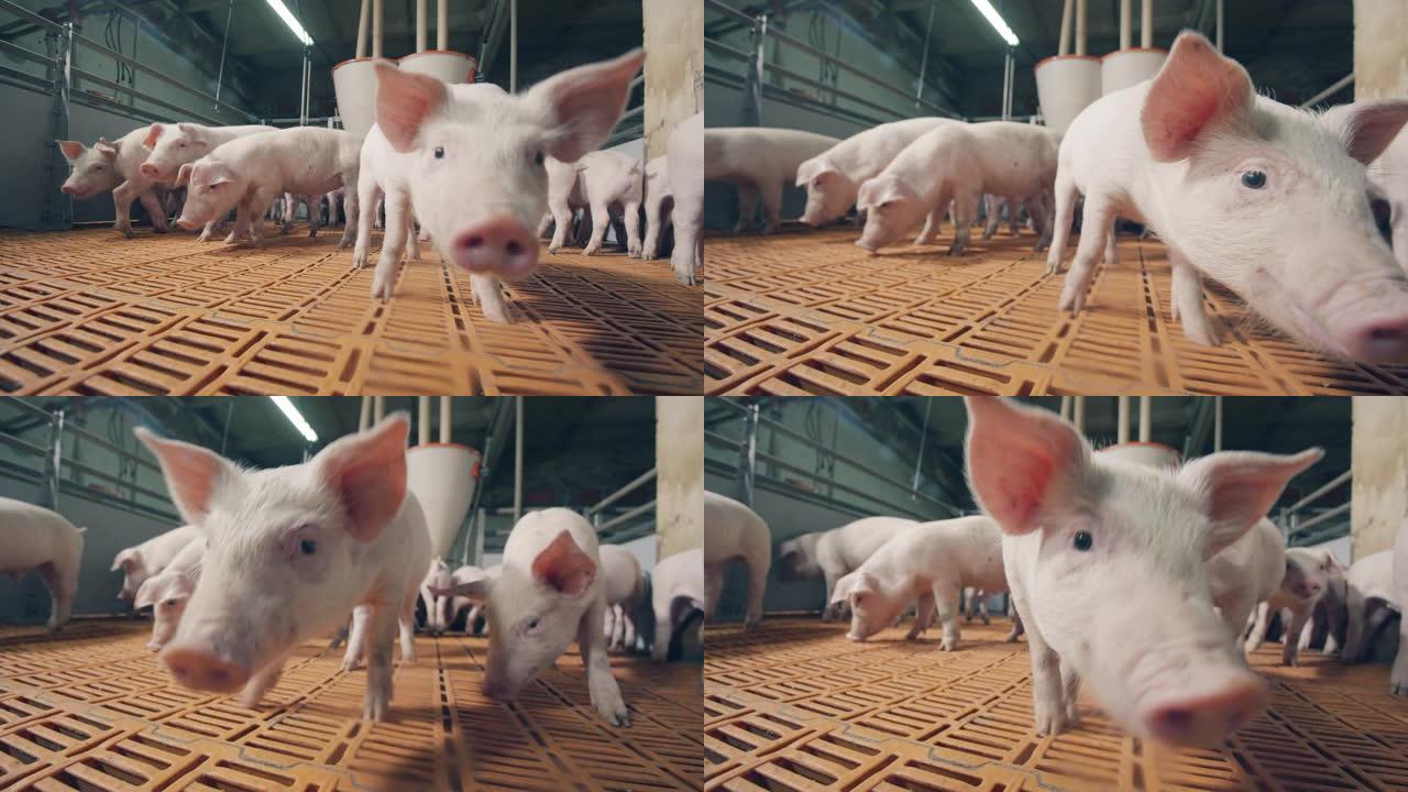 农场院子里的小猪嗅着摄像机。养猪场猪圈里的猪
