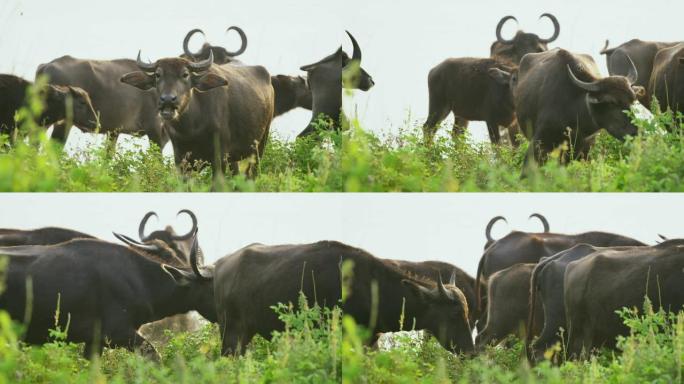MS水牛在斯里兰卡田间放牧