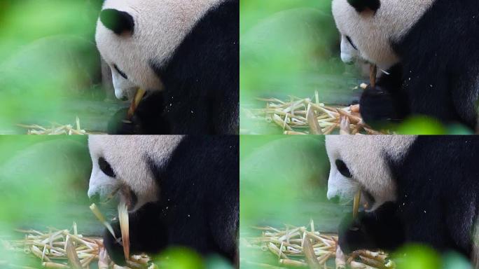 大熊猫吃竹子中国国宝近拍丫丫