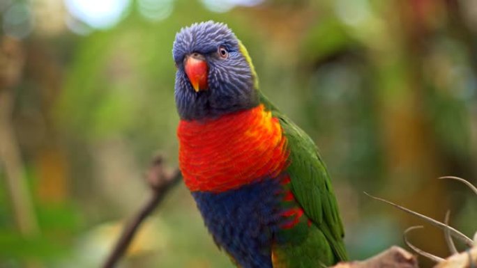 杂色彩虹鹦鹉鹦鹉坐在西班牙加那利群岛特内里费岛森林中的树枝上哭泣。4K