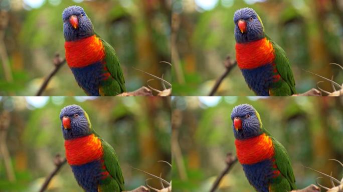 杂色彩虹鹦鹉鹦鹉坐在西班牙加那利群岛特内里费岛森林中的树枝上哭泣。4K