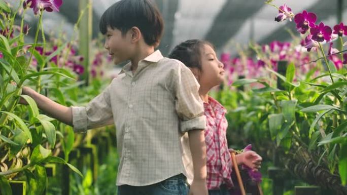 亚洲小男孩和女孩在兰花农场玩得开心。