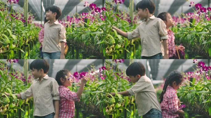 亚洲小男孩和女孩在兰花农场玩得开心。