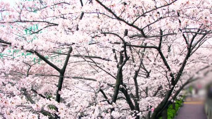 日本东京目黑河春天美丽的樱花或樱花