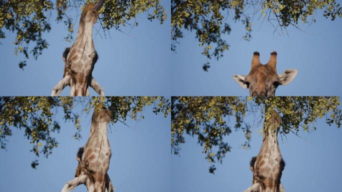 4k沙漠长颈鹿的特写视图伸展脖子，以背景为蓝天的植被为食，纳米比亚纳米布沙漠的Hoanib山谷
