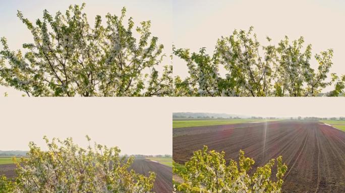 斯洛文尼亚农村地区，阳光照耀着白花的树后