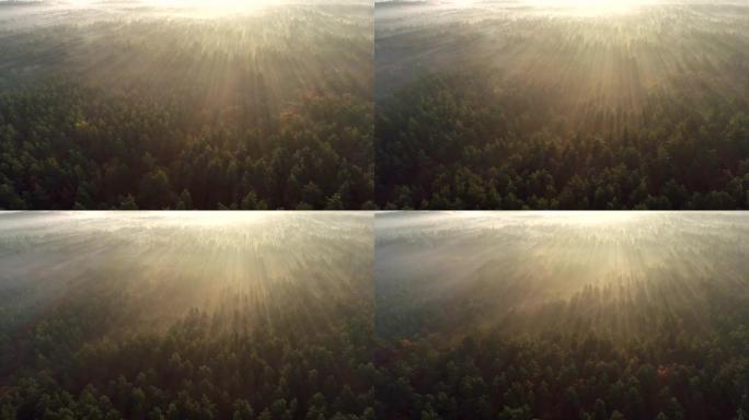 天堂就像雾蒙蒙的森林里的日出。阳光透过树顶照射。空中射击，4K