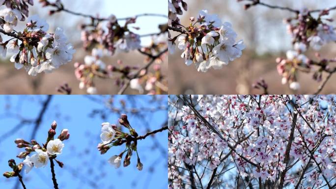 日本的春天樱花盛开