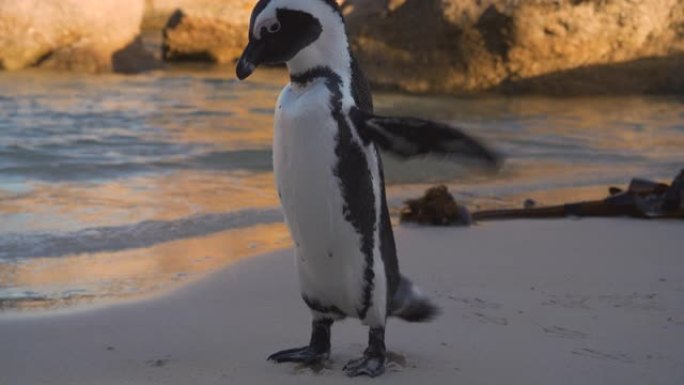 非洲penquin的特写镜头在南非开普敦的Boulders Beach的岸边从羽毛上晃动水