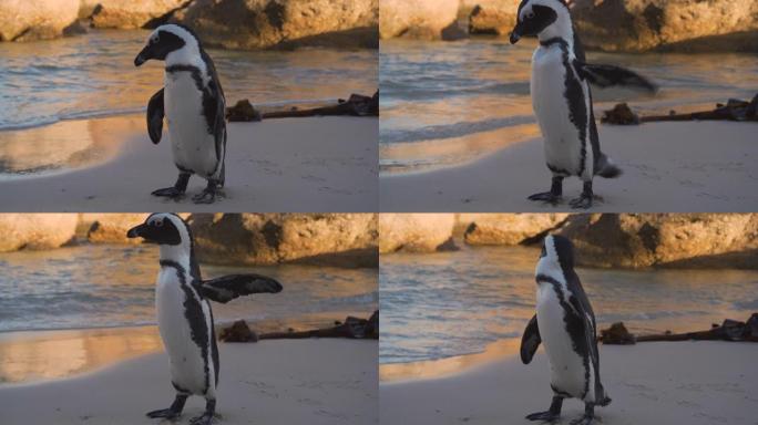 非洲penquin的特写镜头在南非开普敦的Boulders Beach的岸边从羽毛上晃动水