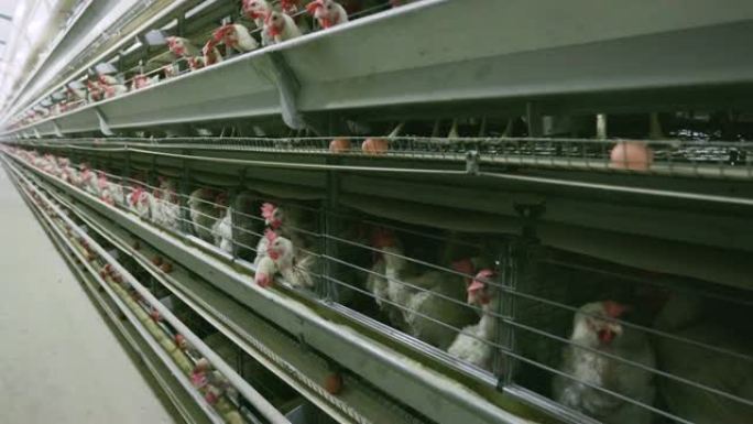 大型电池蛋鸡生产农场的4k倾斜视图