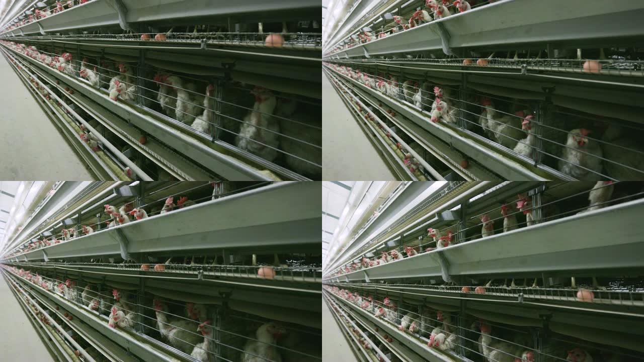 大型电池蛋鸡生产农场的4k倾斜视图