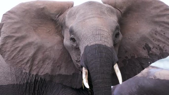 一只大象看着相机的超特写前视图，津巴布韦