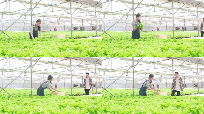 开朗的年轻亚洲夫妇农民早上从温室花园的水培蔬菜农场收获绿色橡树。