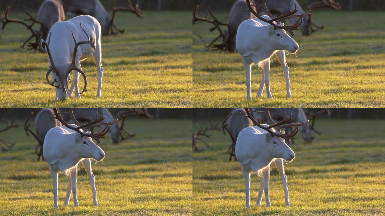 美丽的白色和灰色的deers在草地上觅食。在拉普兰的某个地方清晨拍摄