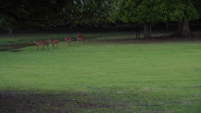 傍晚在户外草原上行走的斑点鹿群，4k