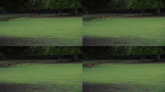 傍晚在户外草原上行走的斑点鹿群，4k