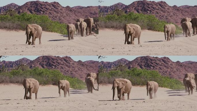 纳米比亚纳米布沙漠Hoanib山谷的六只沙漠大象在柔软的沙滩上行走的4k特写视图