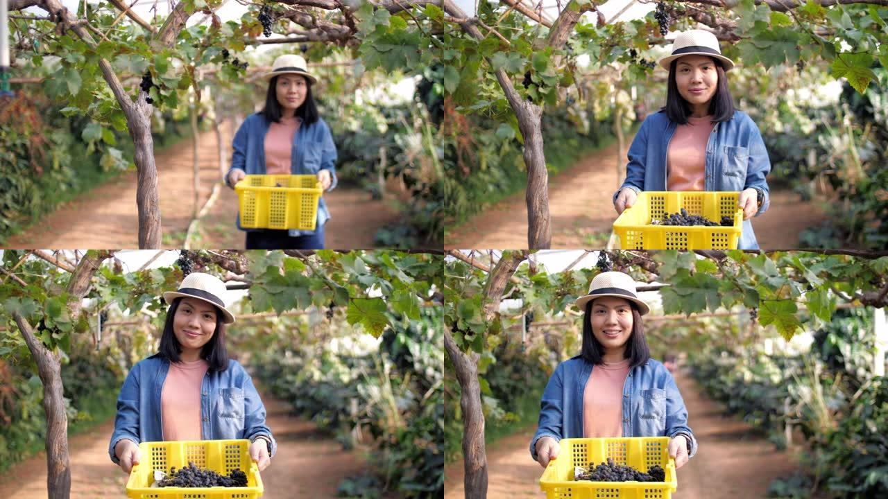 慢动作: 女农民在葡萄园检查葡萄