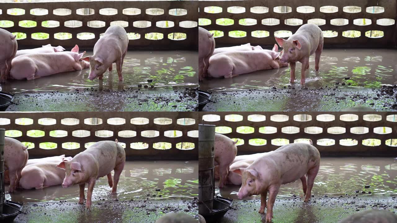 工厂养猪场，牲畜和家畜概念的4k镜头