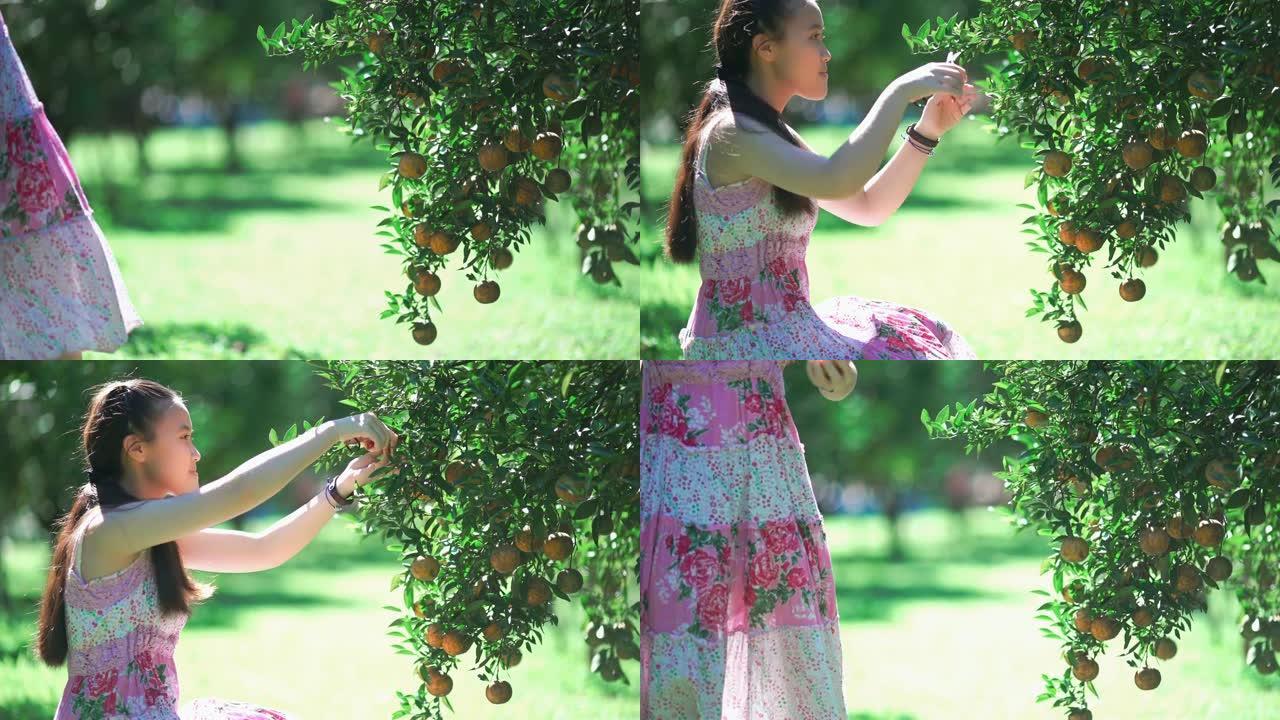 小女孩在泰国清迈的橙树花园采摘新鲜成熟的橘子