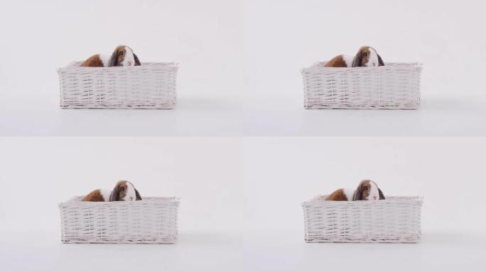 工作室拍摄的微型棕色和白色翻牌耳兔坐在白色背景的篮子床上