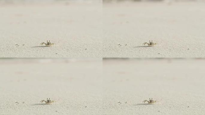 马尔代夫白色沙滩上的CU沙蟹
