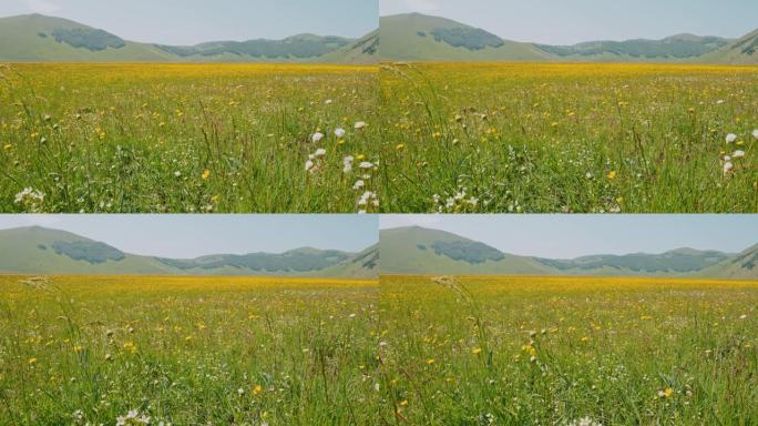 WS阳光明媚的田园诗山草甸，Castelluccio，翁布里亚，意大利