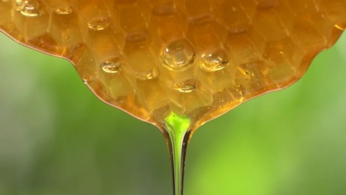 (实时) 蜂巢流出的蜂蜜