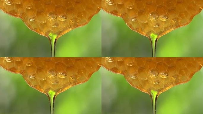 (实时) 蜂巢流出的蜂蜜