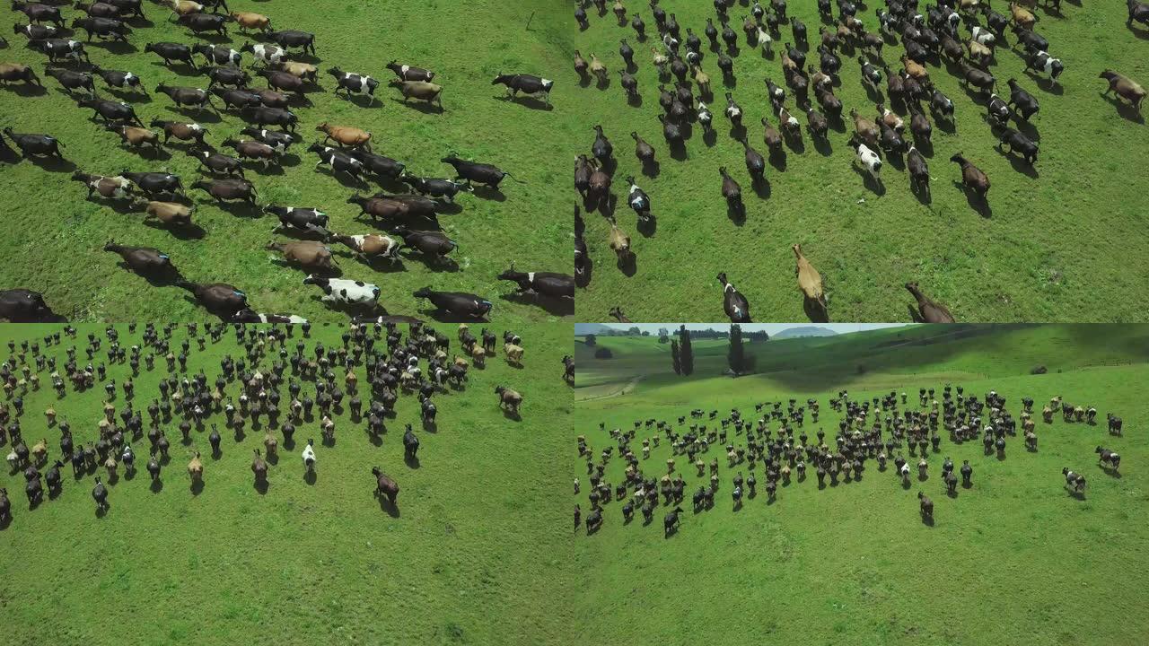 在风景秀丽的牧场上放牧的奶牛的空中射击