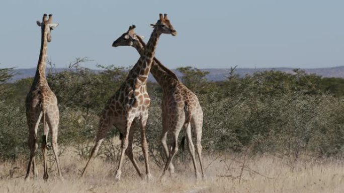 纳米比亚埃托沙国家公园三只雄性长颈鹿争夺统治地位的4k视图