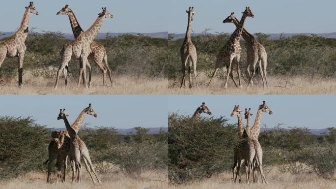纳米比亚埃托沙国家公园三只雄性长颈鹿争夺统治地位的4k视图