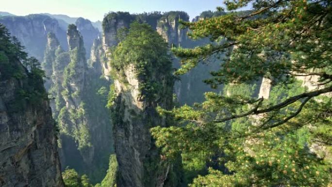 中国湖南张家界武陵源垂直悬崖全景拍摄。前景为圆锥的松树。春夏晴天。无人机。4K, UHD