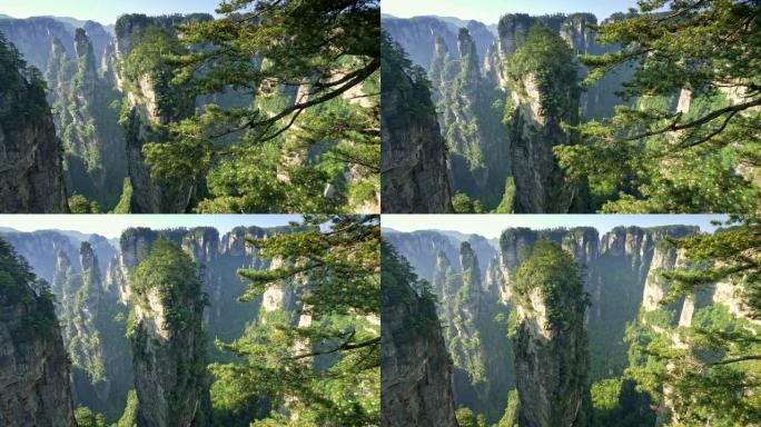 中国湖南张家界武陵源垂直悬崖全景拍摄。前景为圆锥的松树。春夏晴天。无人机。4K, UHD