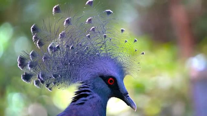 维多利亚加冕鸽子动物园头部自然