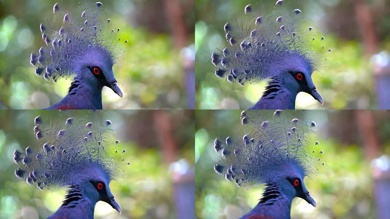 维多利亚加冕鸽子动物园头部自然