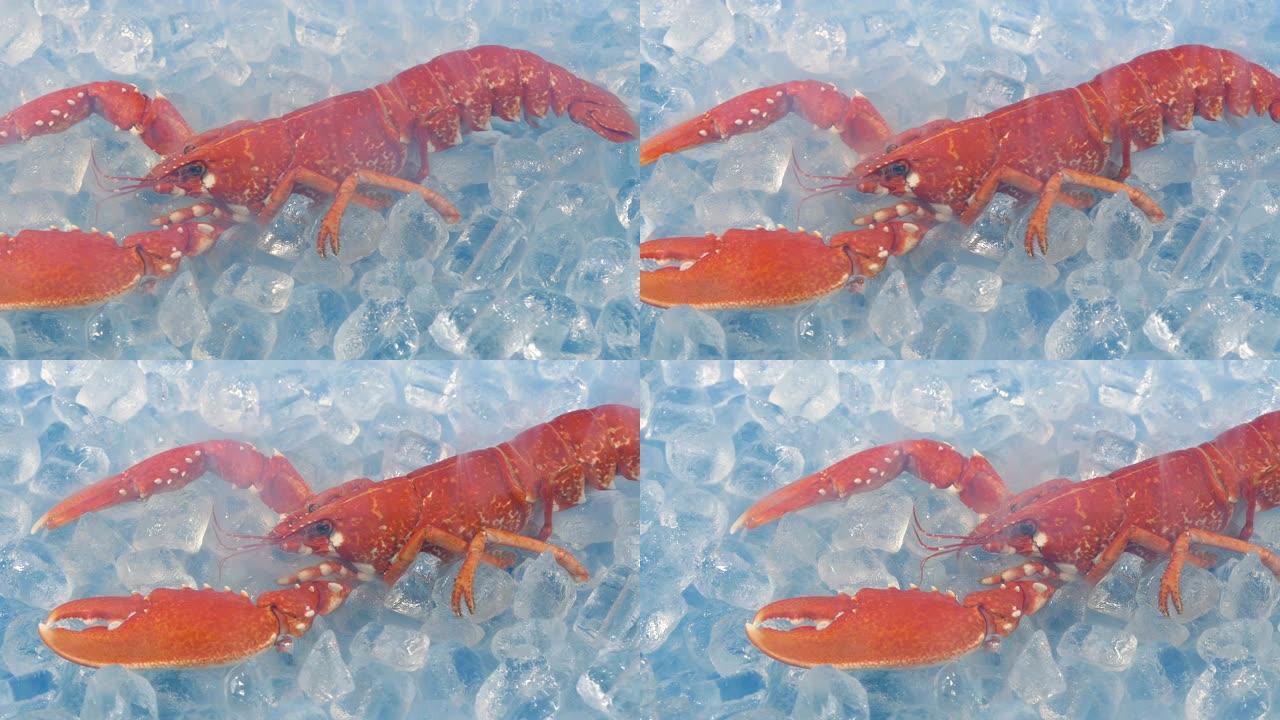 在冰冷的蒸气中传递煮熟的红龙虾