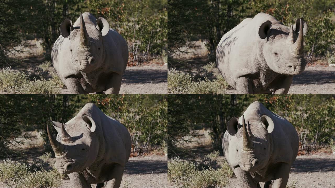 纳米比亚埃托沙国家公园一只雌性黑犀牛走向相机的4k特写视图
