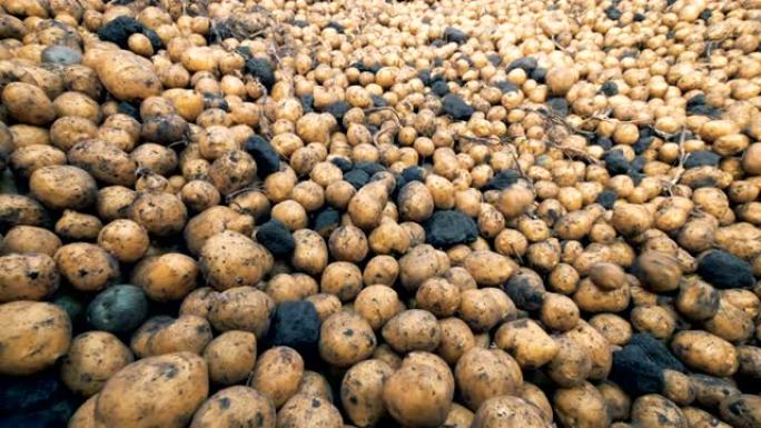 栽培土豆放在一个大容器里，特写。
