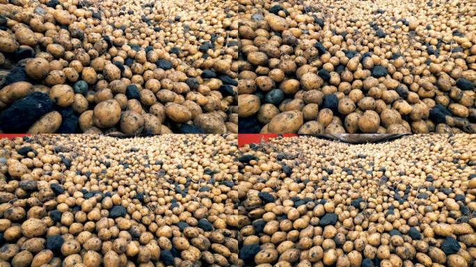 栽培土豆放在一个大容器里，特写。