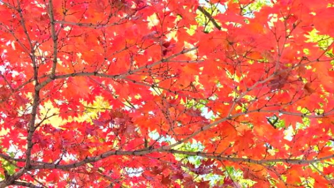 秋叶秋林仰拍仰视火红颜色生态景观
