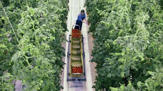 大车女人在温室里收集西红柿。