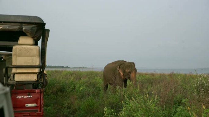 MS大象在斯里兰卡野生动物园附近放牧